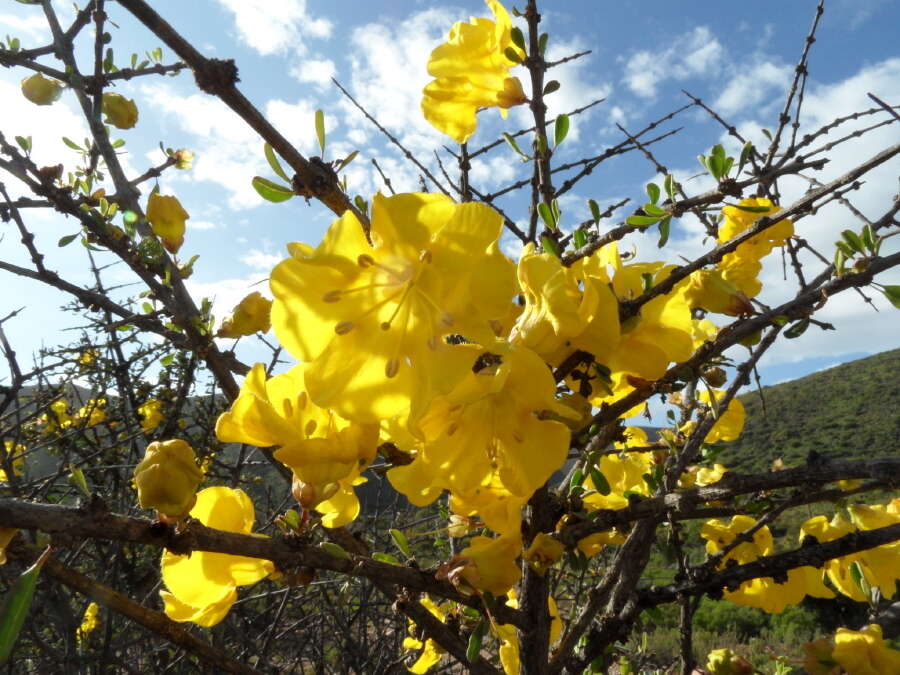 Image of Karoo gold