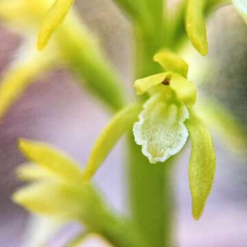 Image of Yellow coralroot