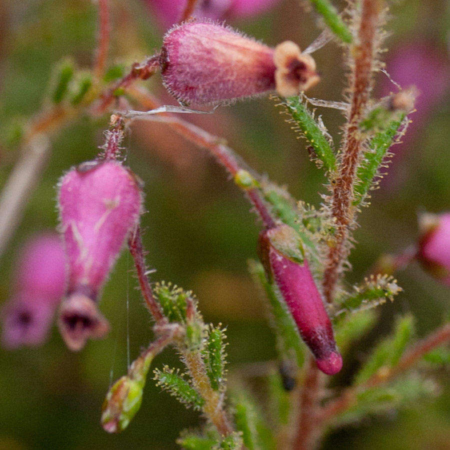 Image of Erica glutinosa var. glutinosa