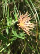 Image of fleshy dandelion