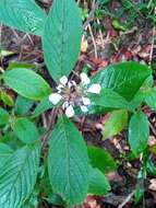 صورة Phyllopentas mussaendoides (Baker) Kårehed & B. Bremer