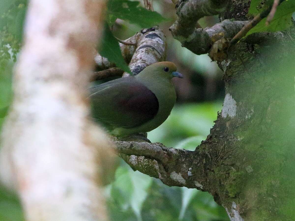 Image of Taiwan Green-pigeon