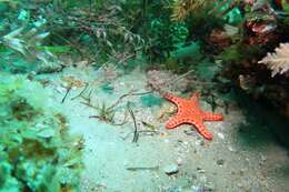 Image of Southern Gulf pipefish