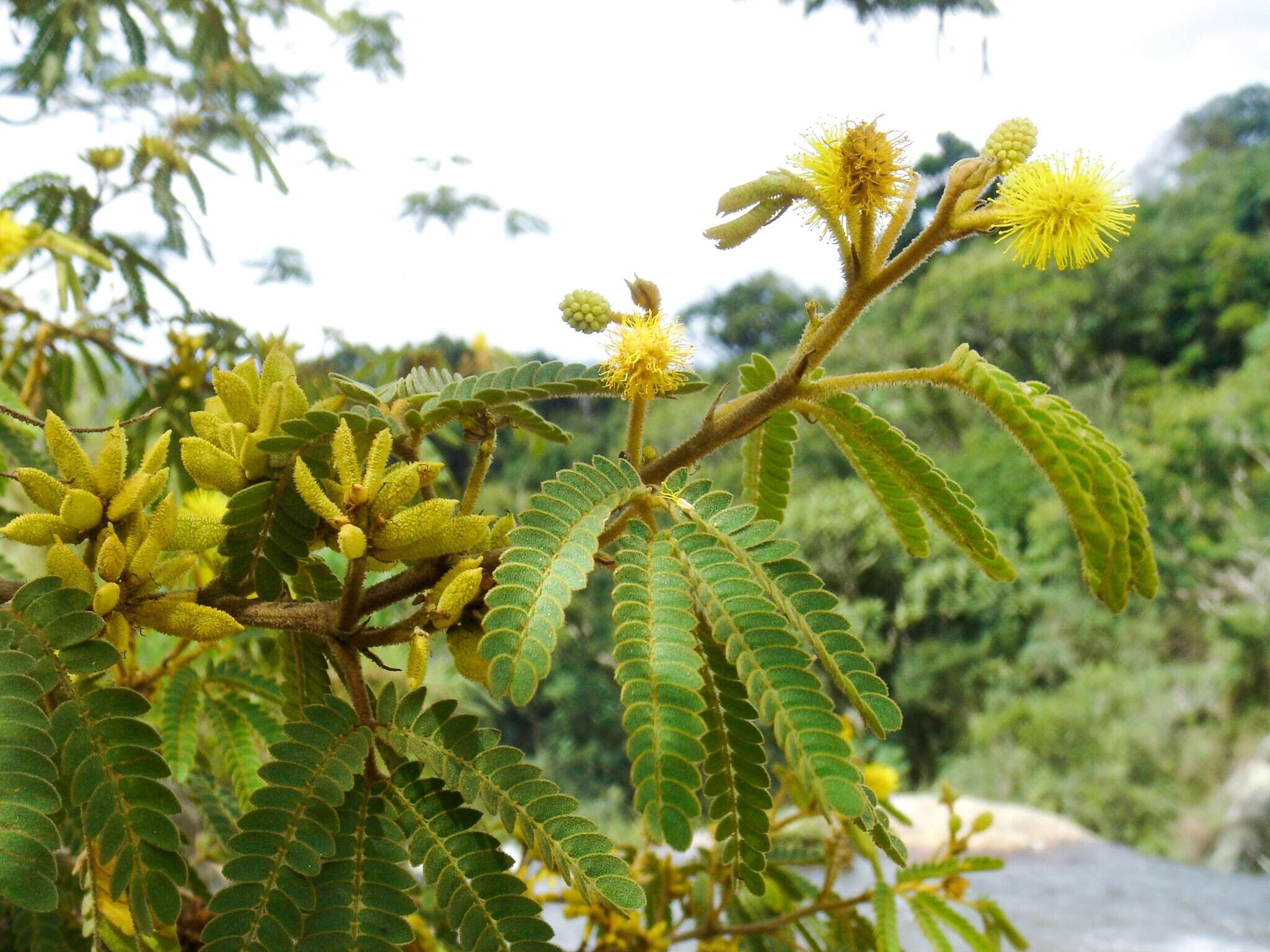 Imagem de Mimosa scabrella Benth.