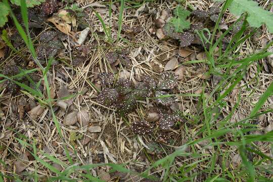 Image of Sphaerulina westendorpii (Westend.) Verkley, Quaedvl. & Crous 2013