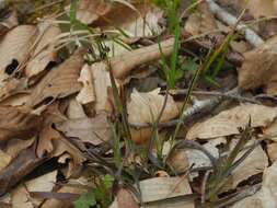 Image of Hedgehog Wood-Rush