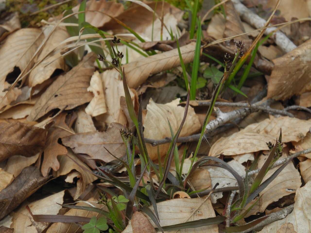 Image of Hedgehog Wood-Rush