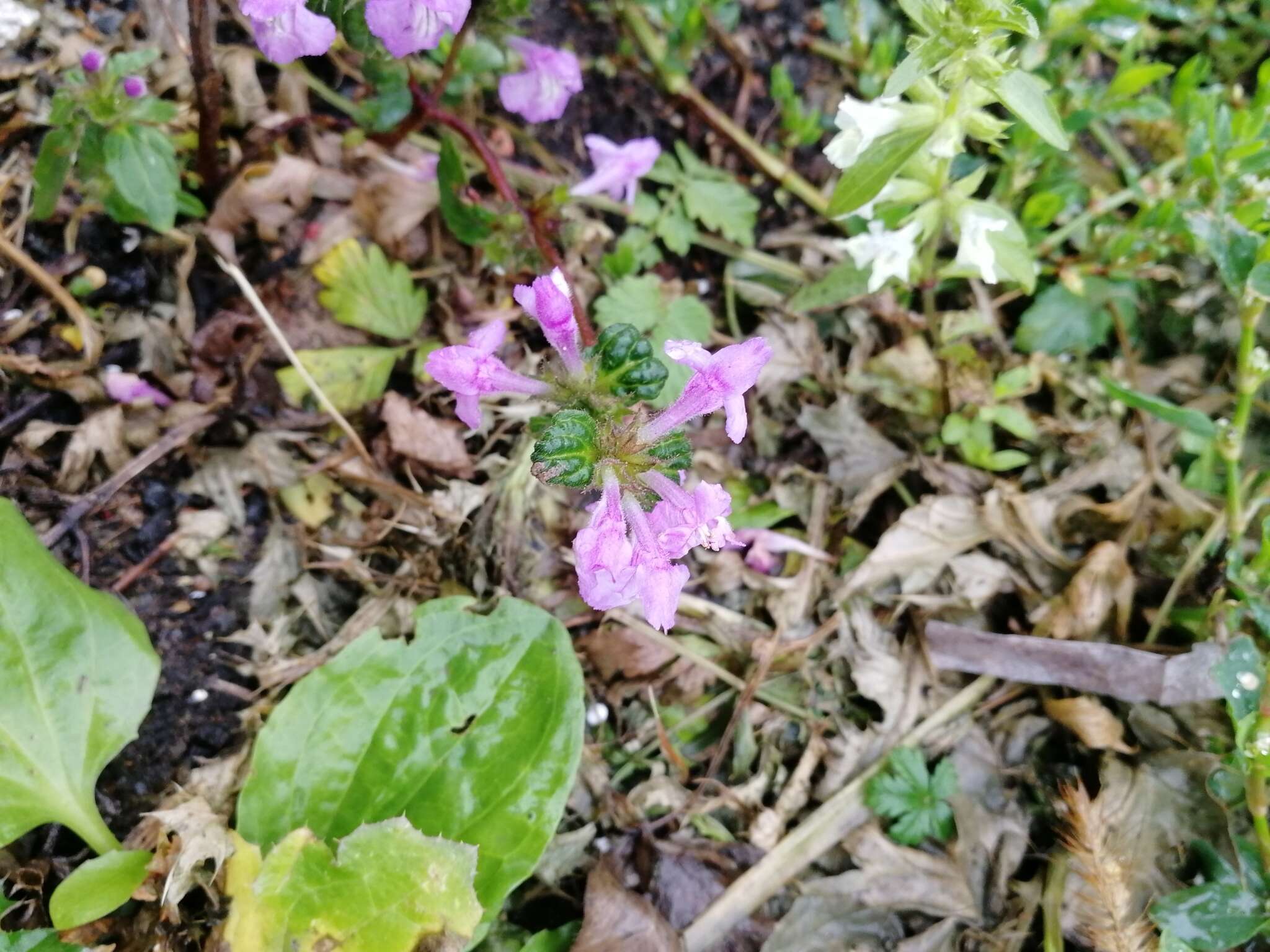 Image of Red hemp nettle