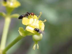 Слика од Camponotus guanchus Santschi 1908