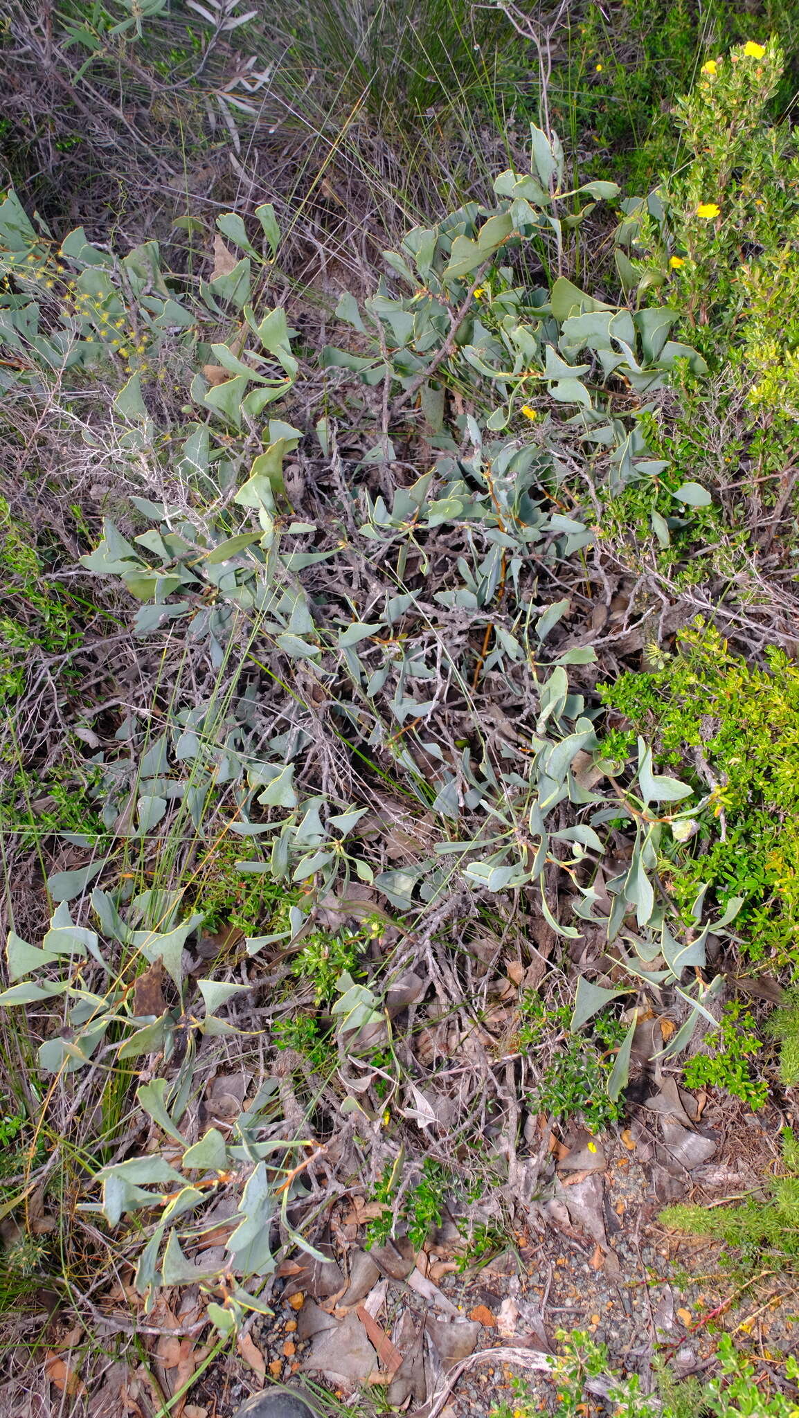 Image de Hakea flabellifolia Meissn.