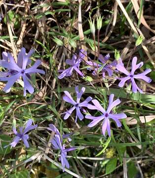 Image of cleft phlox