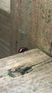 Image of Chrysolina (Chalcoidea) marginata (Linnaeus 1758)