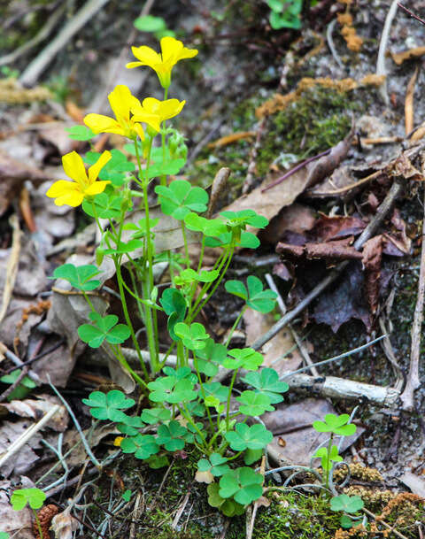 Imagem de Oxalis priceae subsp. colorea (Small) Eiten