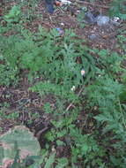 Imagem de Artemisia sylvatica Maxim.