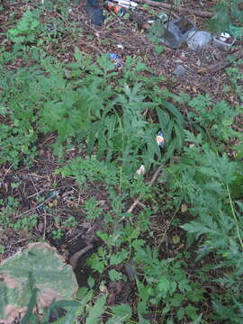 Image of Artemisia sylvatica Maxim.
