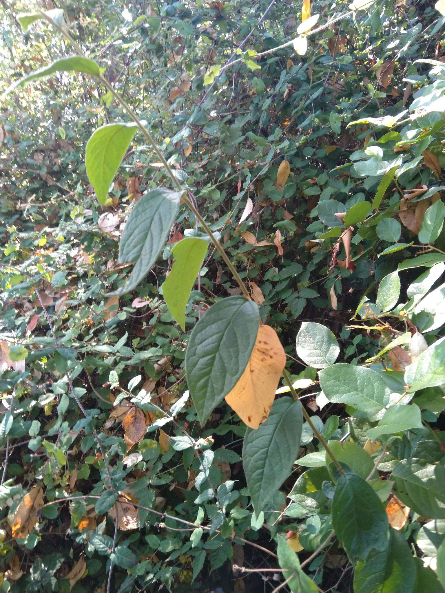 Image of hollyberry cotoneaster