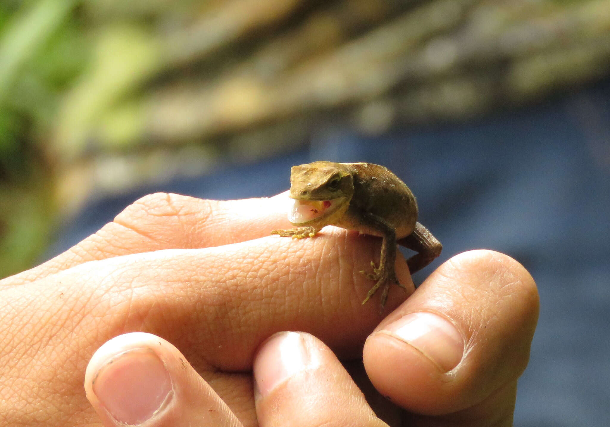 Image of Anolis rubribarbaris (Köhler, Mccranie & Wilson 1999)