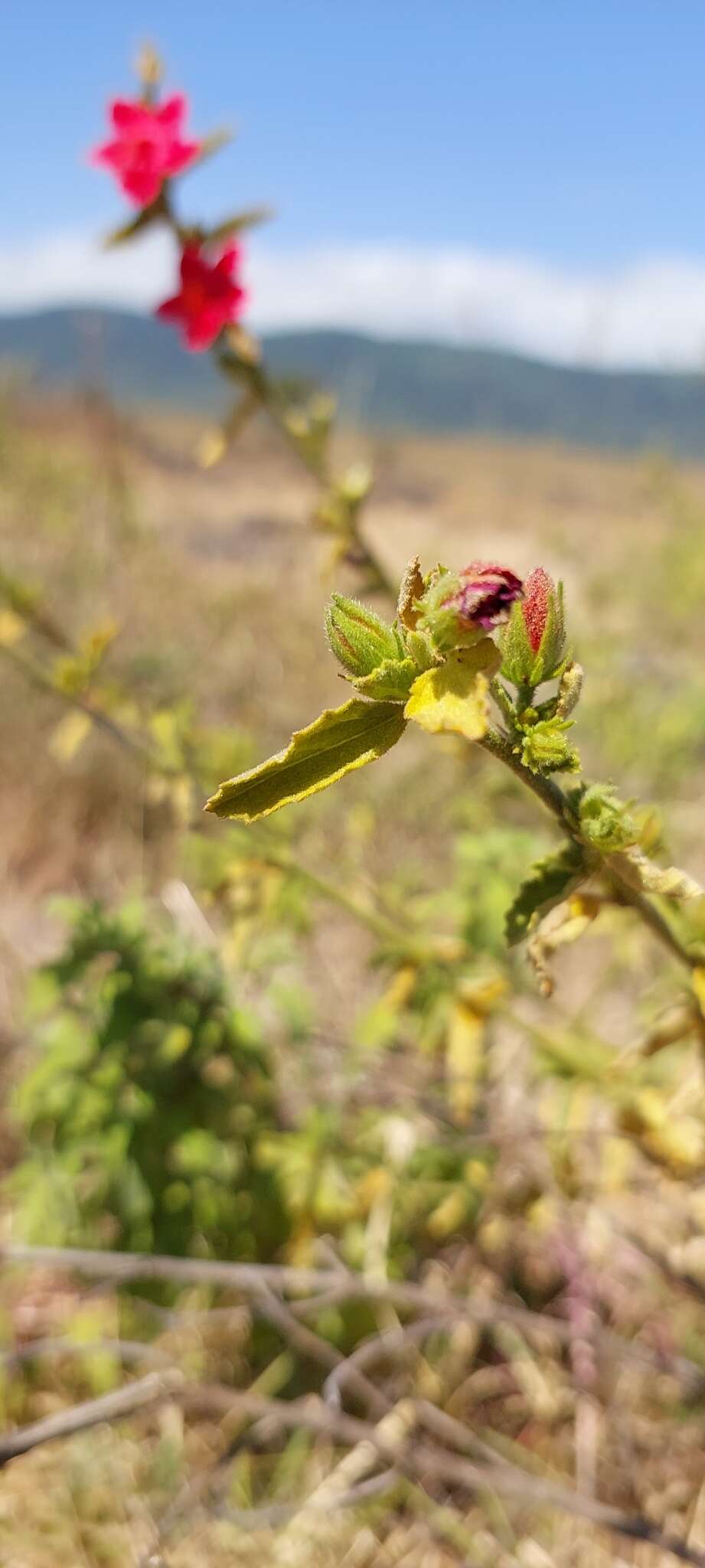 Imagem de Hibiscus aponeurus Sprague & Hutchinson