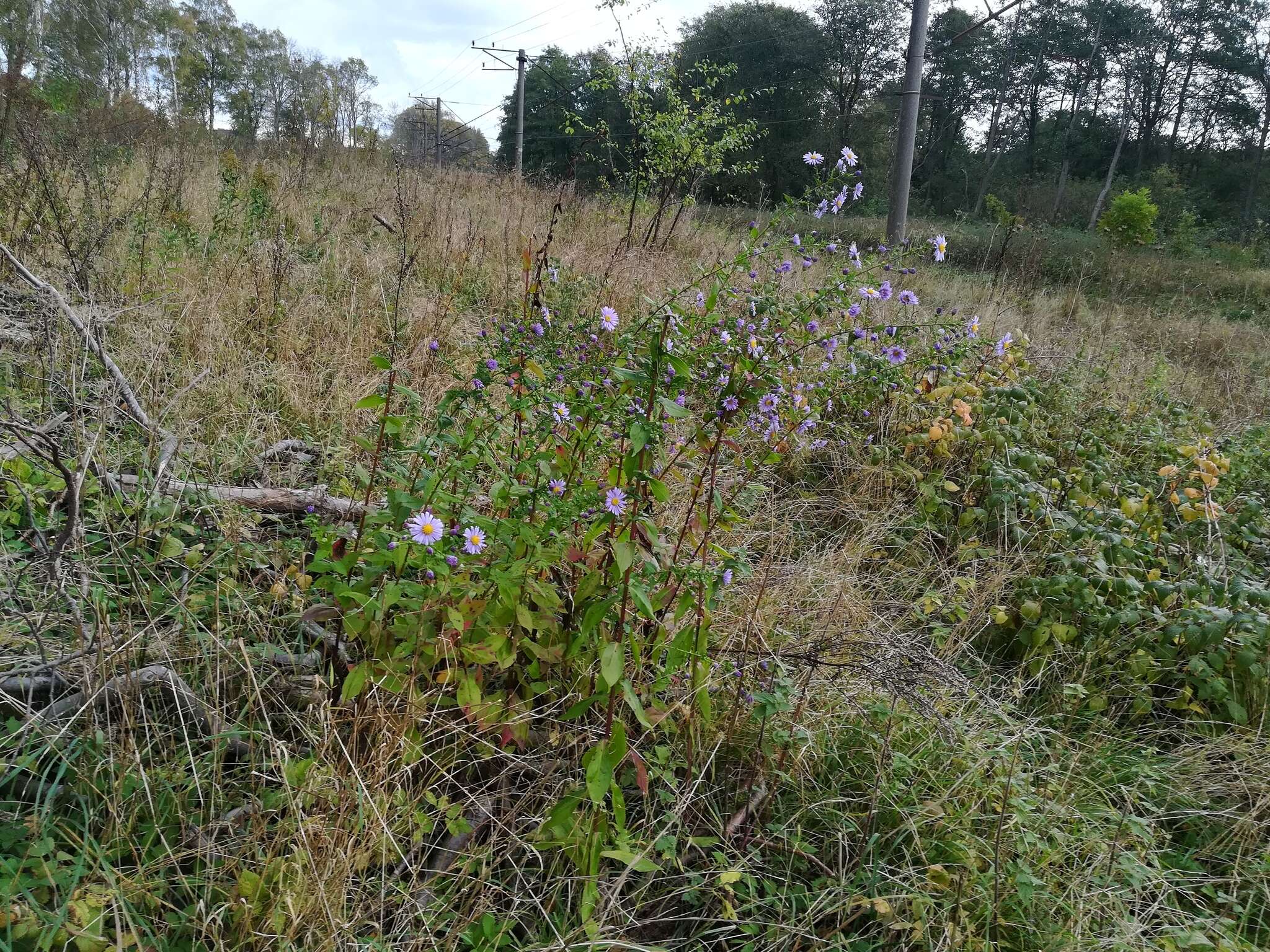 Image of Symphyotrichum versicolor (Willd.) G. L. Nesom