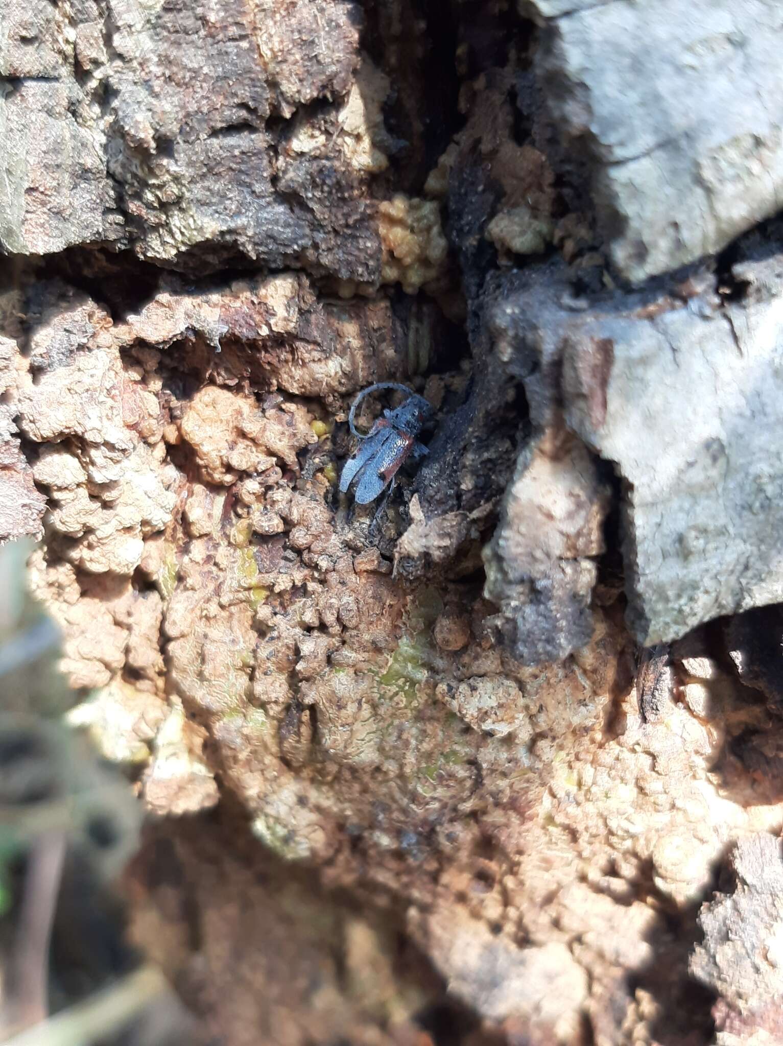 Sivun Tetraopes batesi Chemsak 1963 kuva