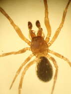 Image of Enoplognatha thoracica (Hahn 1833)