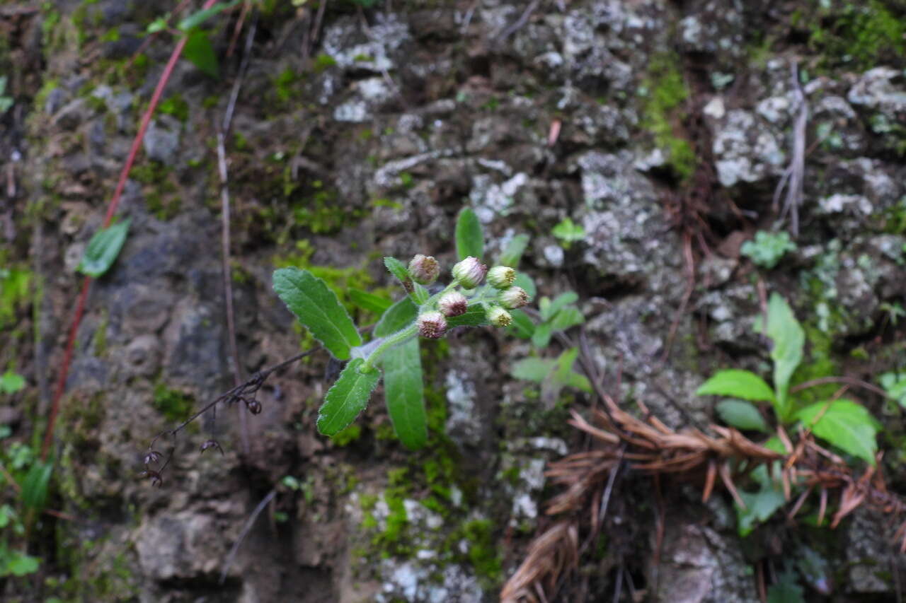 Image de Eschenbachia japonica (Thunb.) J. Kost.