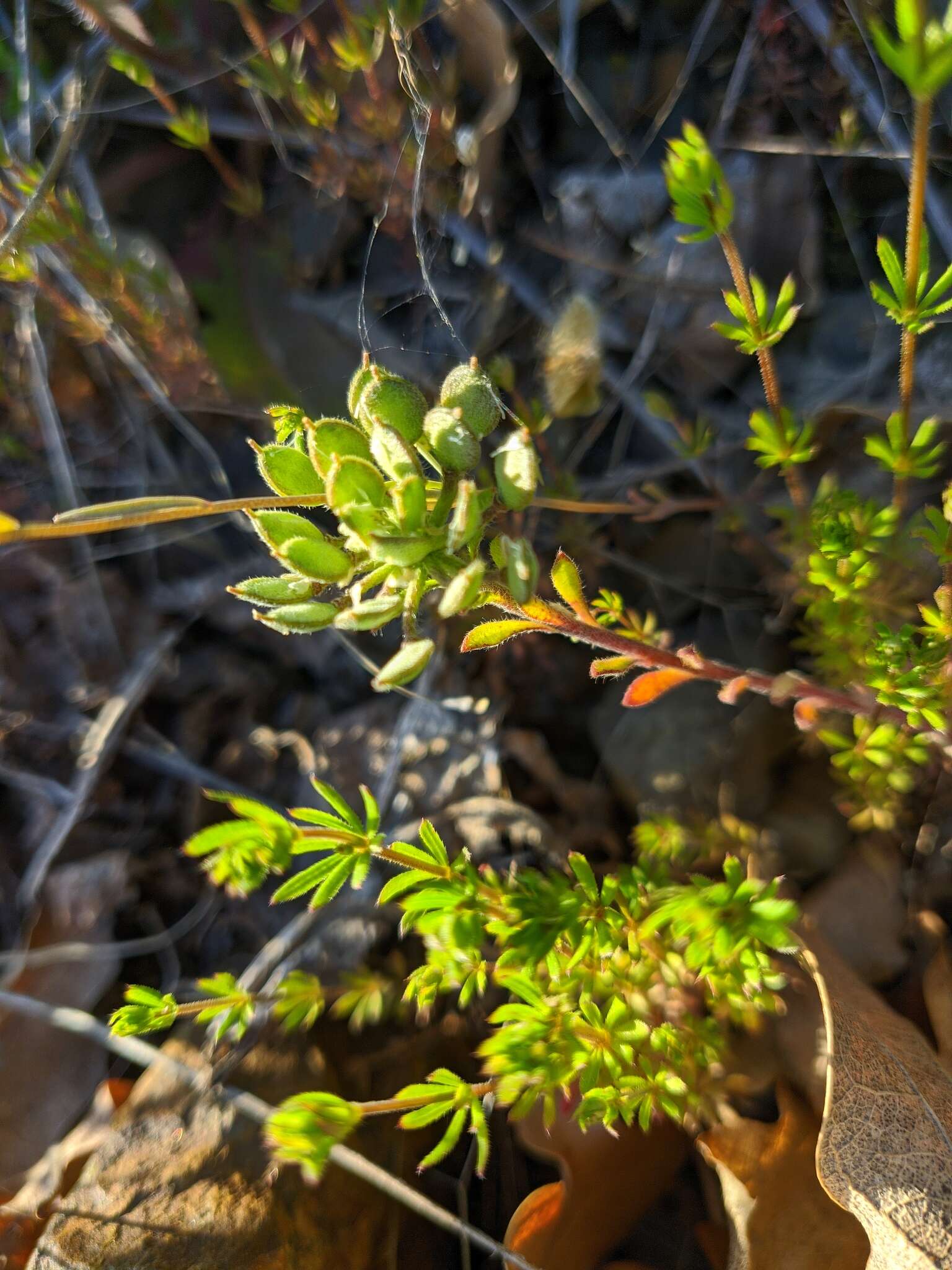 Слика од Alyssum umbellatum Desv.