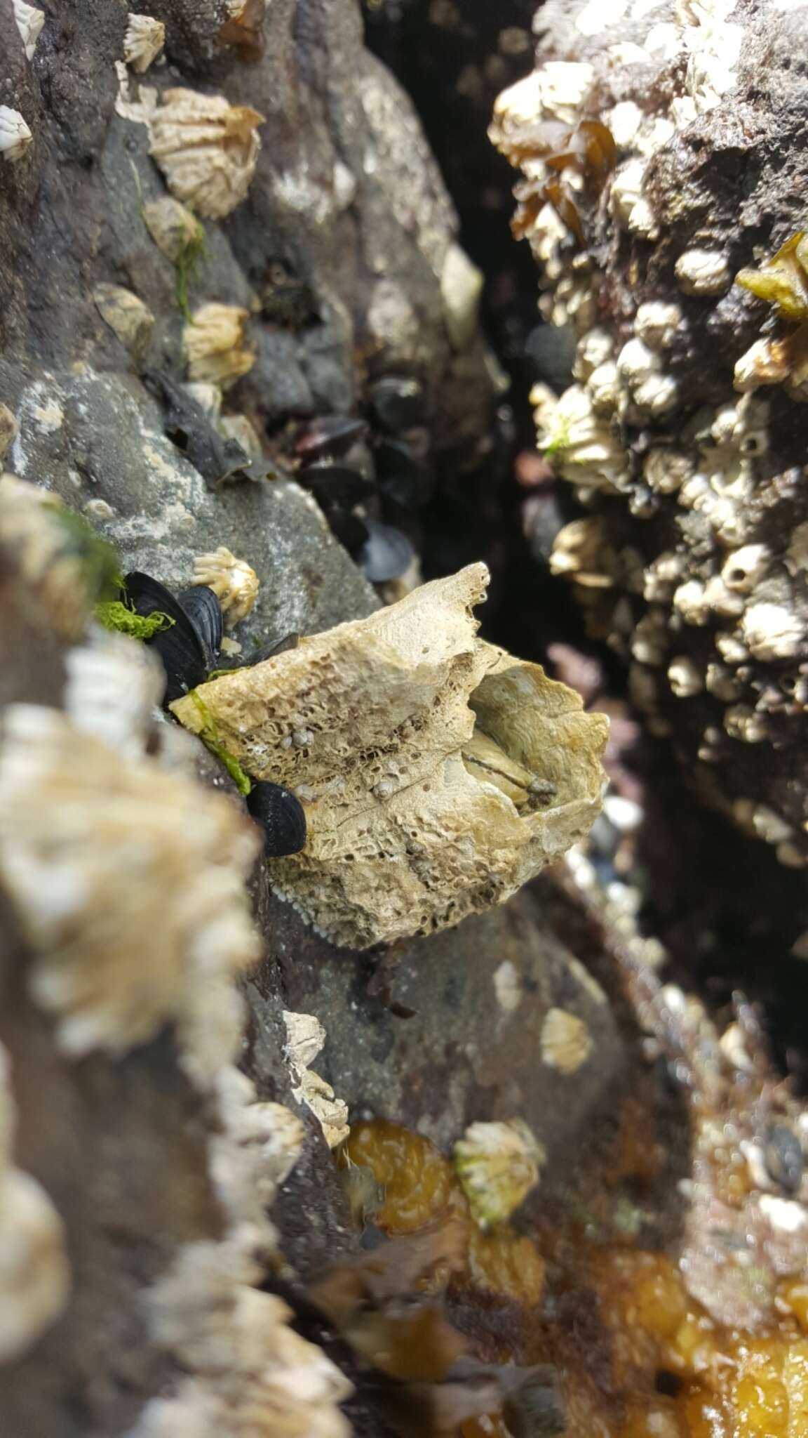 Image of thatched barnacle