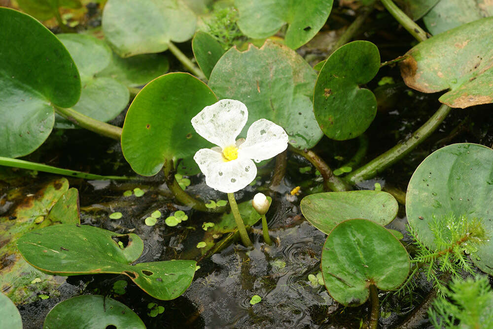 Image of Hydrocharis dubia (Blume) Backer