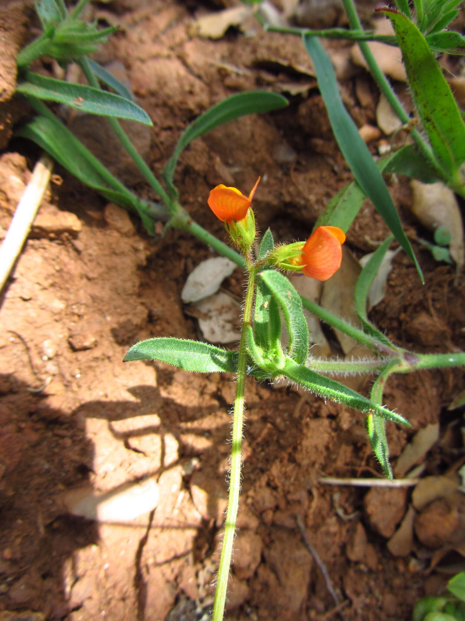 Plancia ëd Scorpiurus vermiculatus L.