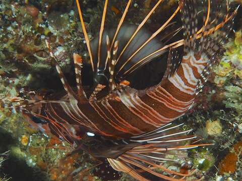 Image of Broadbarred firefish