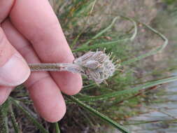 Слика од Trachyandra hirsutiflora (Adamson) Oberm.