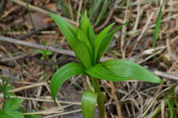 Image of Lilium martagon var. pilosiusculum Freyn