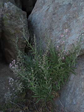 Image of Leucheria floribunda DC.