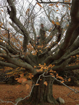 Image of American beech