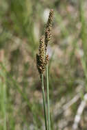 Image of Parry's Sedge