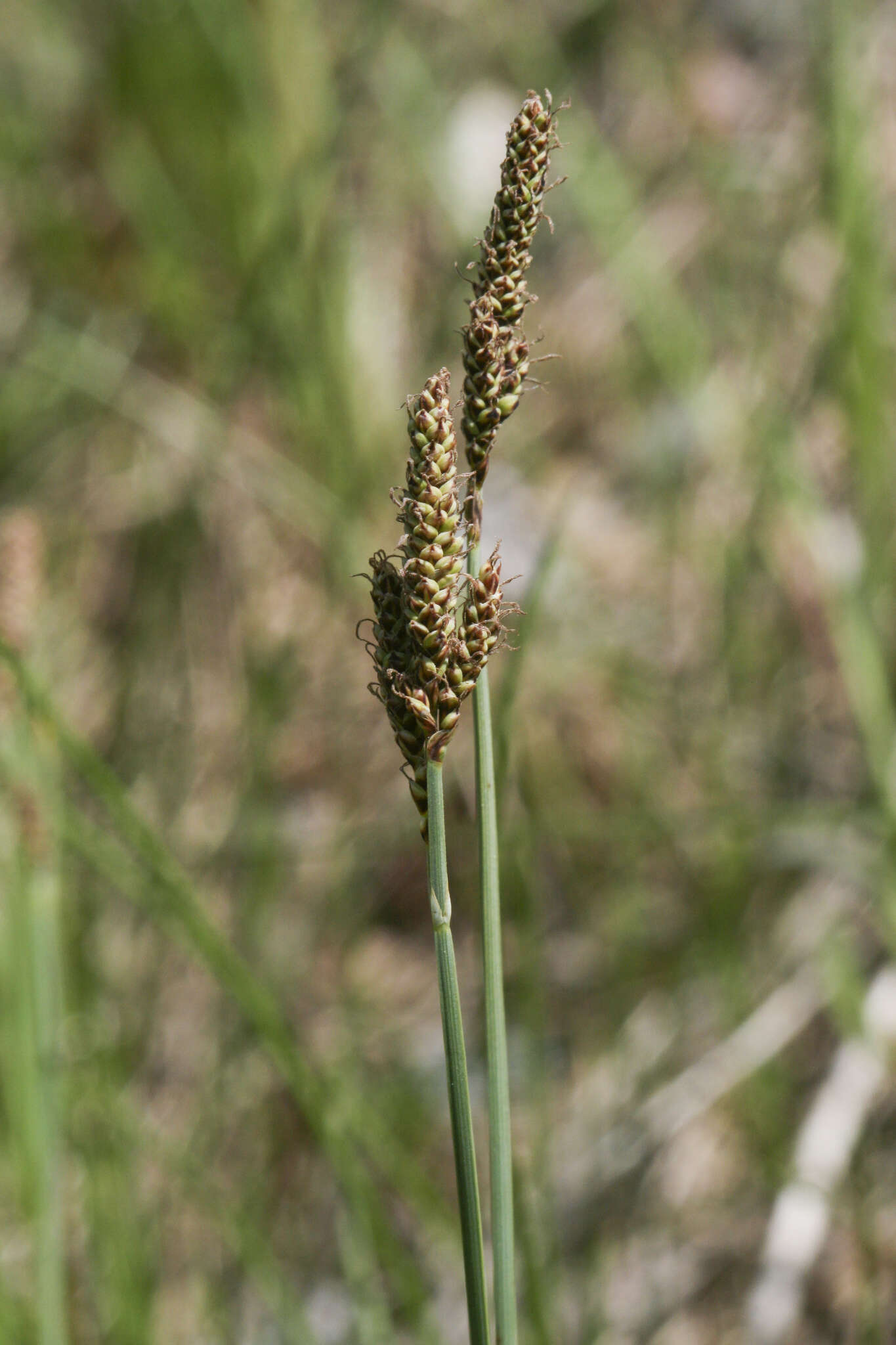 Image of Parry's Sedge