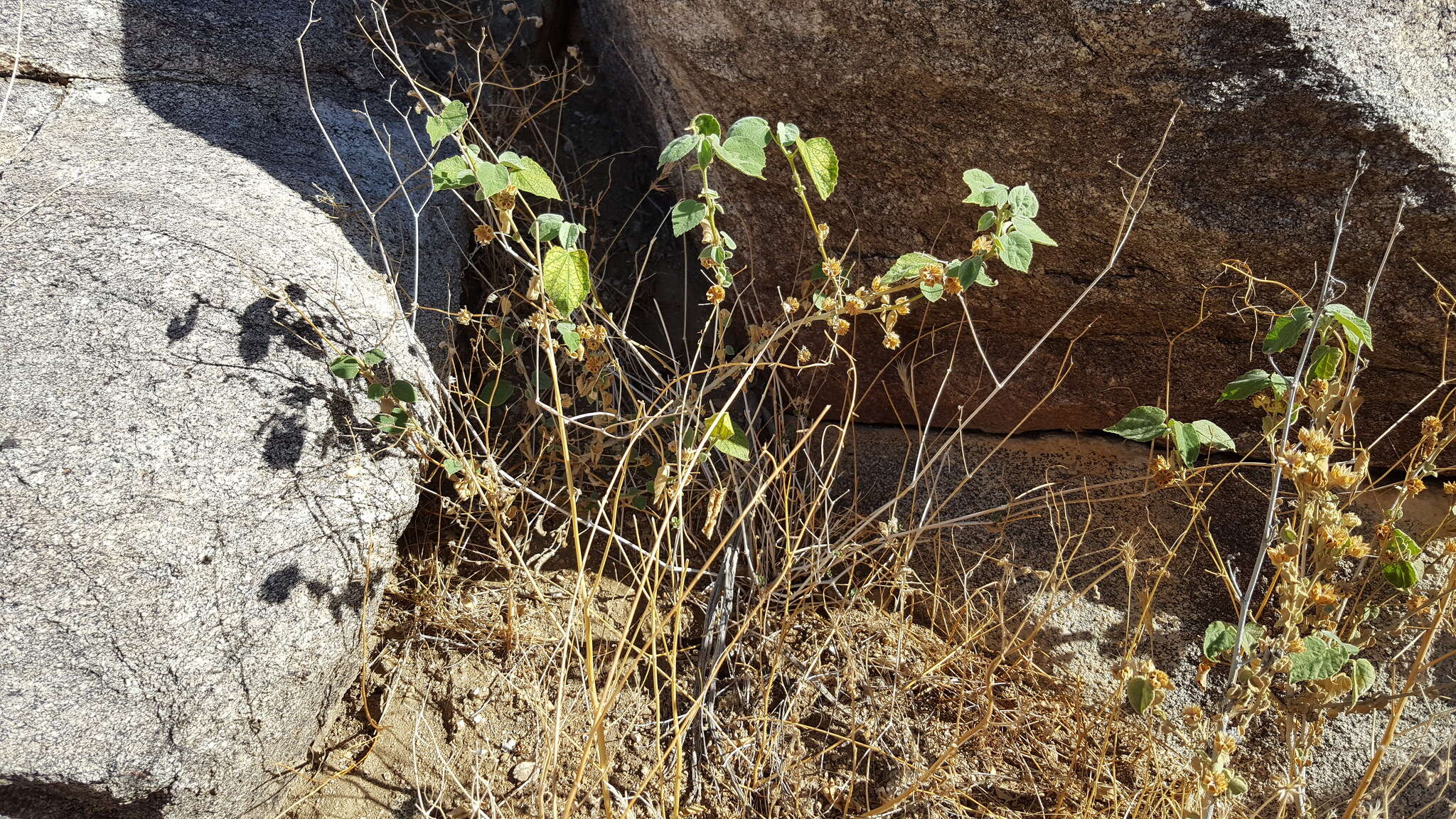 Слика од Abutilon abutiloides (Jacq.) Garcke