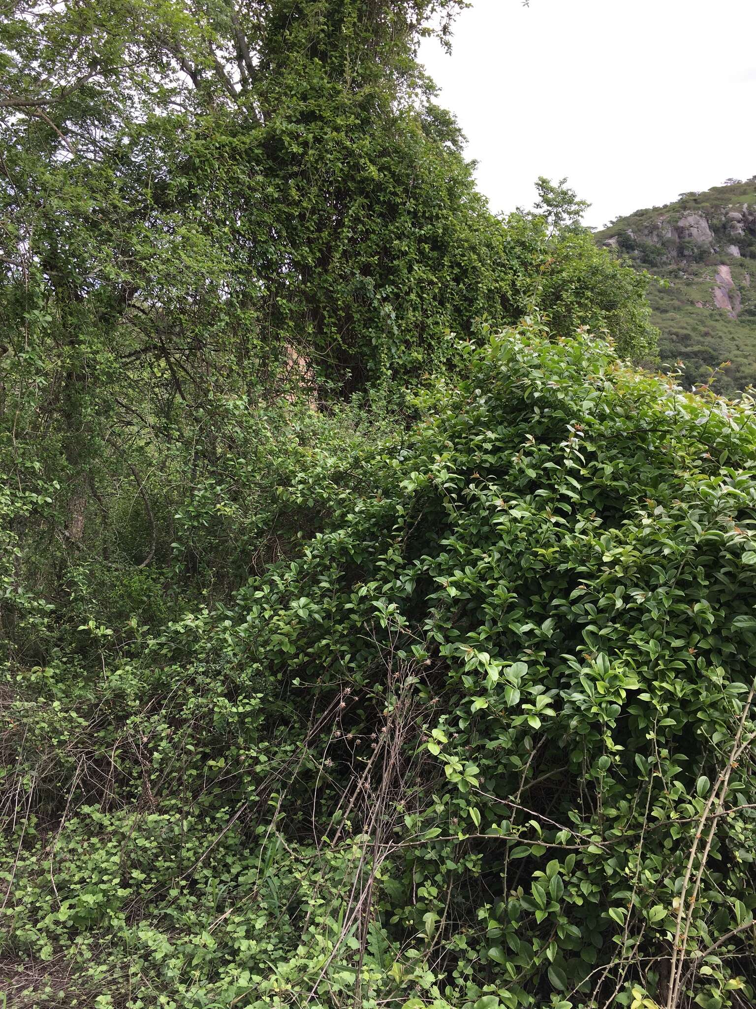 Image of Barbados shrub