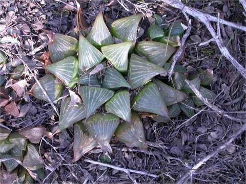 Слика од Haworthia magnifica Poelln.