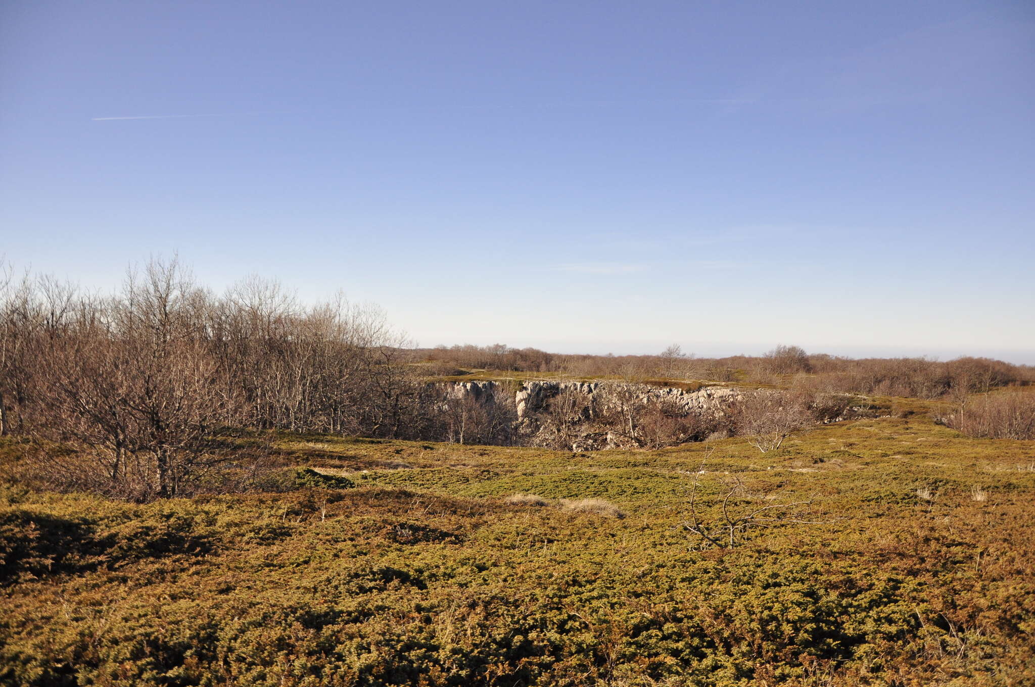 Image of Savin Juniper