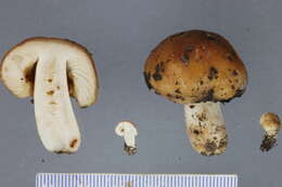 Image of Russula novae-zelandiae McNabb 1973