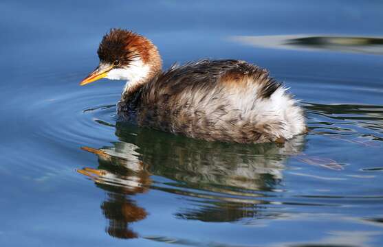 Image of Short-winged Grebe