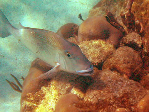 Image of Blue Bone Porgy