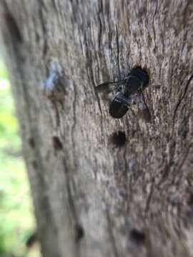 Imagem de Megachile monstrosa Smith 1868