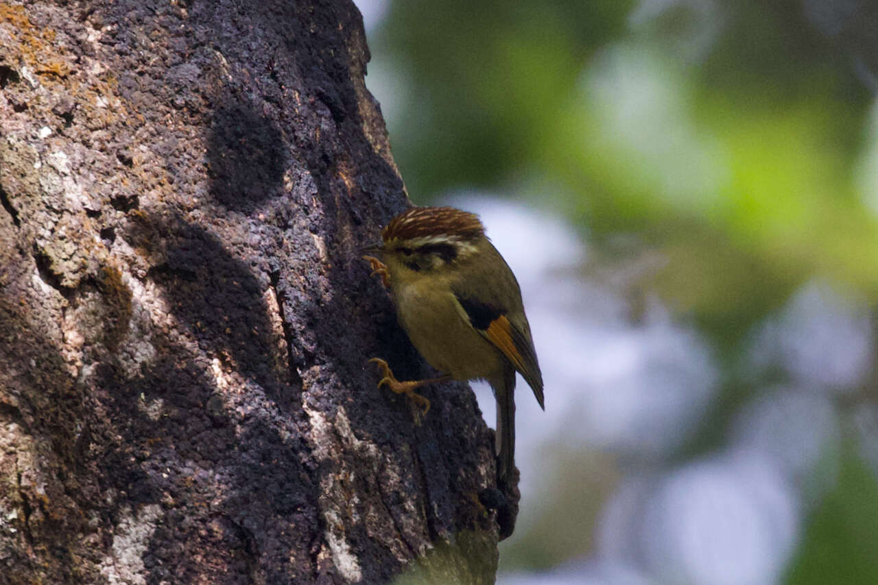 Image of Rufous-winged Fulvetta