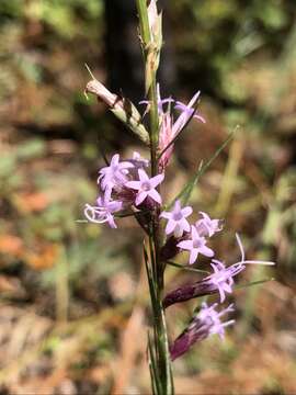 Image of Sharp Gayfeather