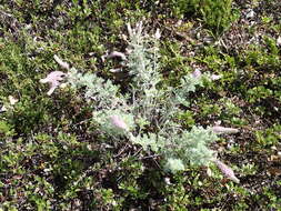 Image of silky prairie clover