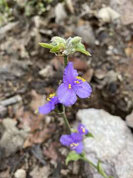 Image of leatherleaf spiderwort