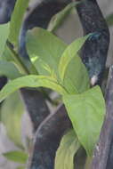 Image of Cestrum glanduliferum Kerber ex Francey